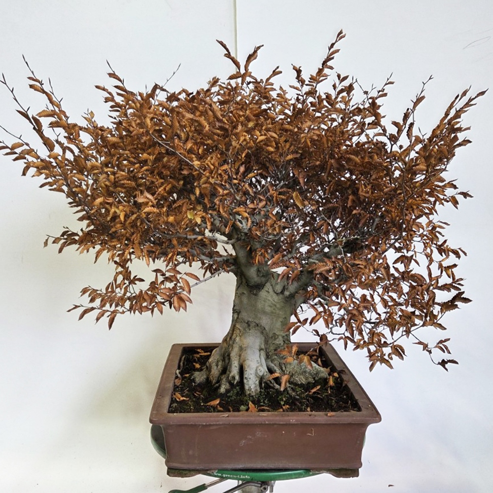 Bonsaï d'extérieur - Fagus crenata