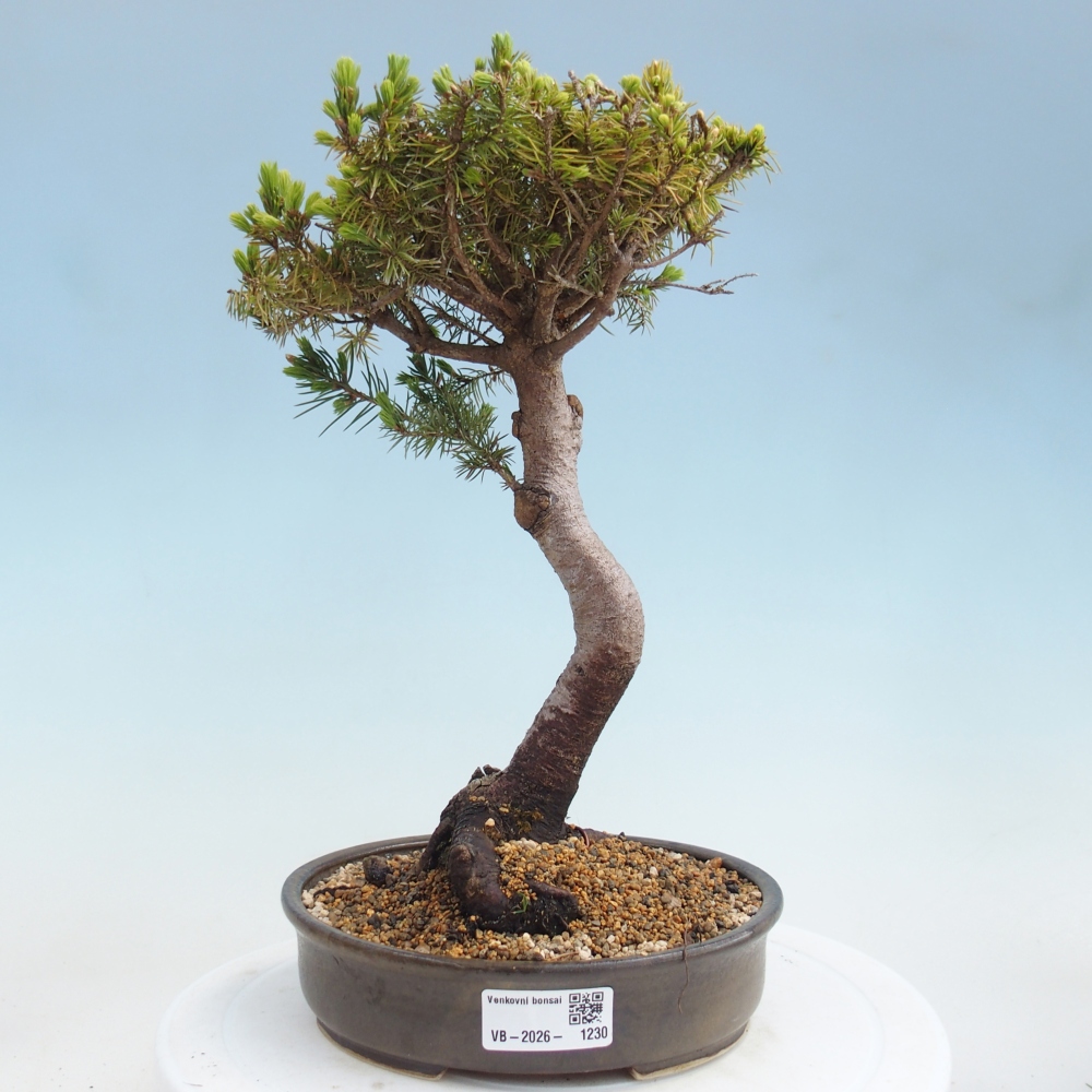Bonsaï d'extérieur - Épicéa - Picea glauca globe