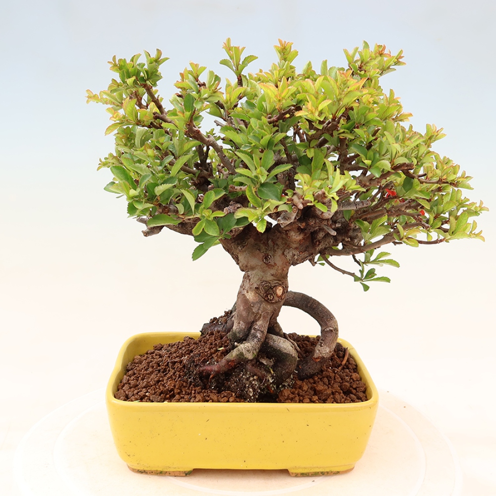 Bonsaï d'extérieur - Chaneomeles speciosa Chojubai