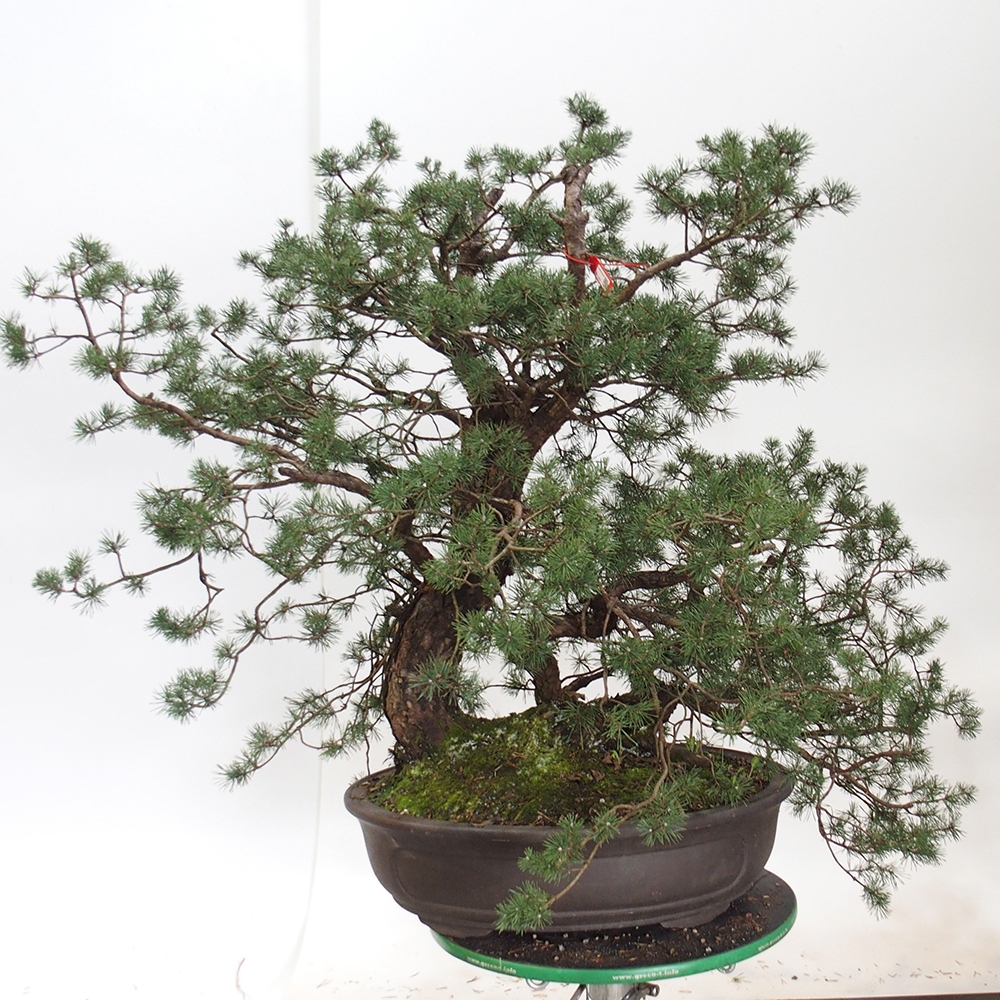 Yamadori - Pinus sylvestris Espagne