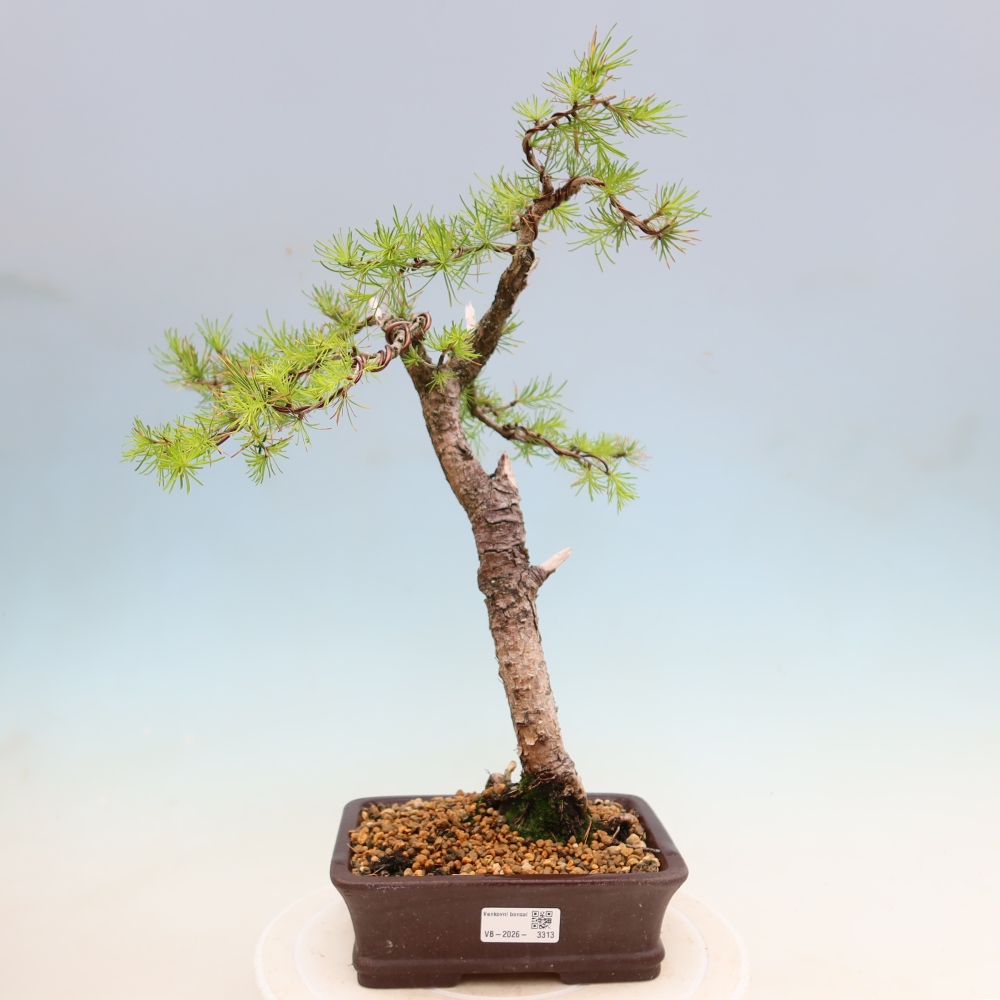 Bonsaï d'extérieur -Larix decidua - Mélèze
