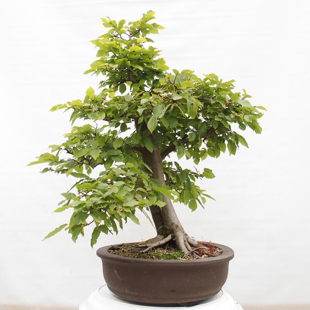 Bonsaï d'extérieur - Charme - Carpinus betulus