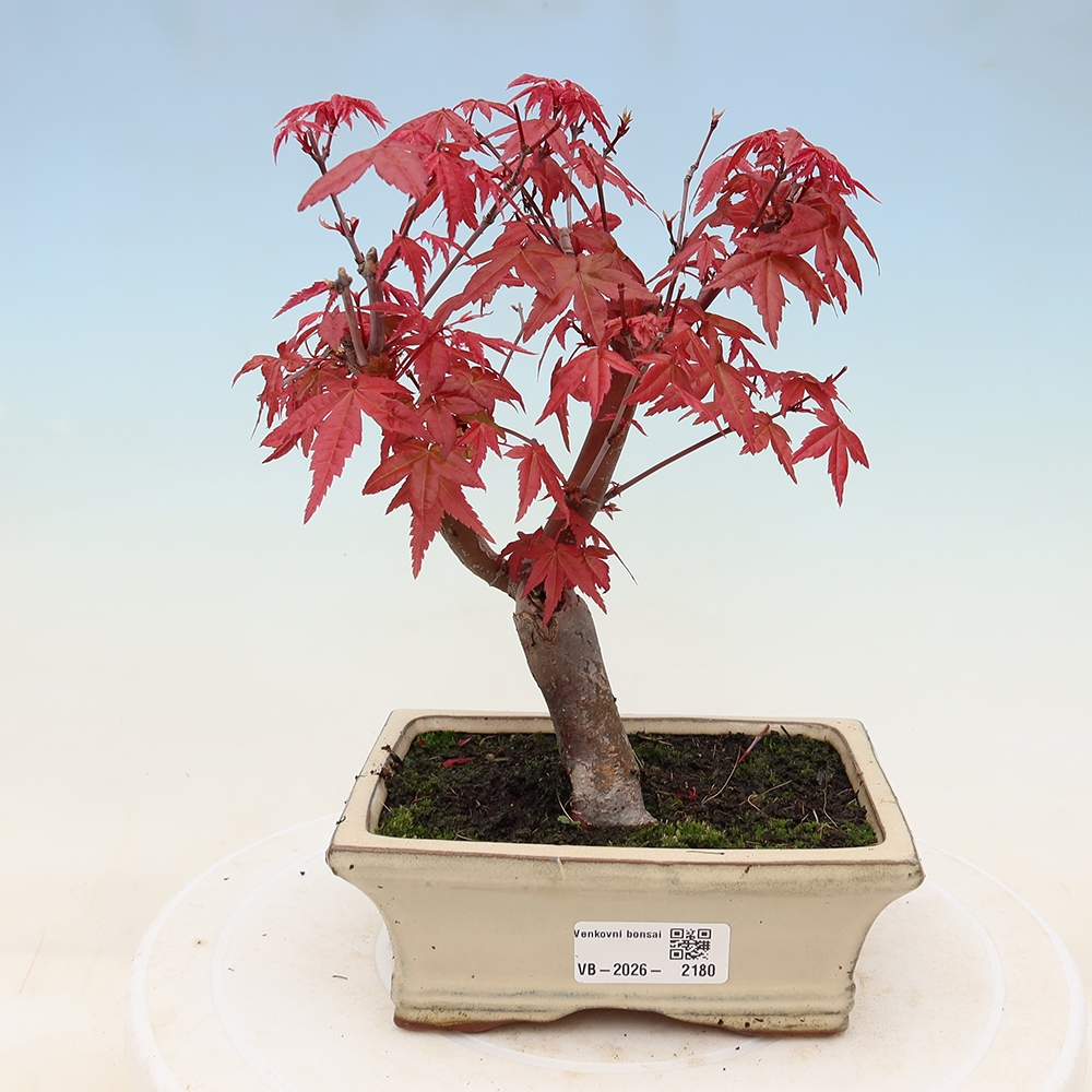 Bonsaï d'extérieur - Acer palmatum DESHOJO