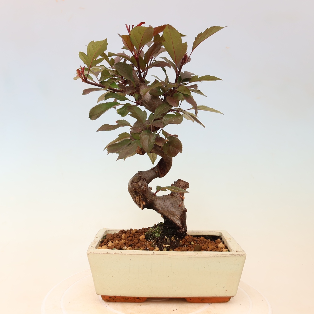Bonsaï d'extérieur -Malus domestica - Pommier à petits fruits et à feuilles rouges