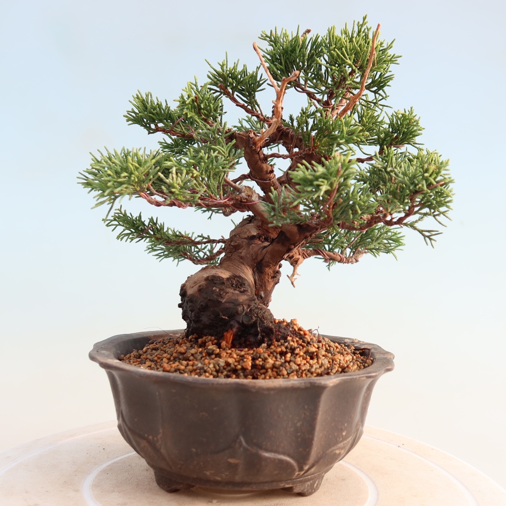 Bonsaï d'extérieur - Juniperus chinensis Itoigawa