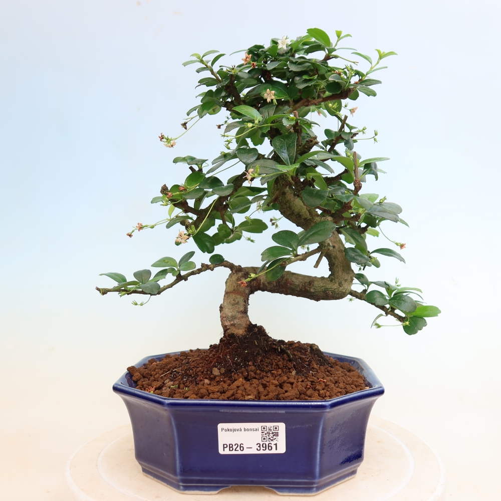 Bonsaï de chambre - Carmona macrophylla - Tea fuki