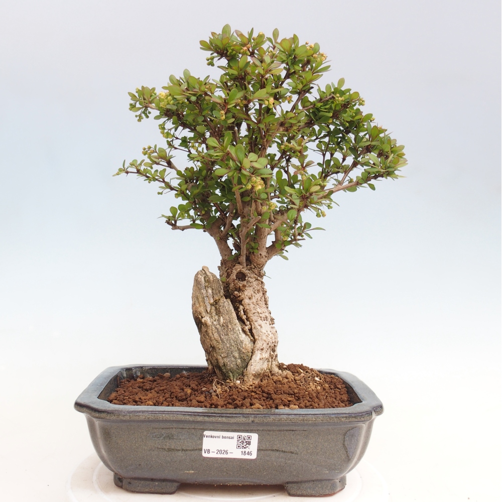 Bonsaï d'extérieur - Berberis coreana