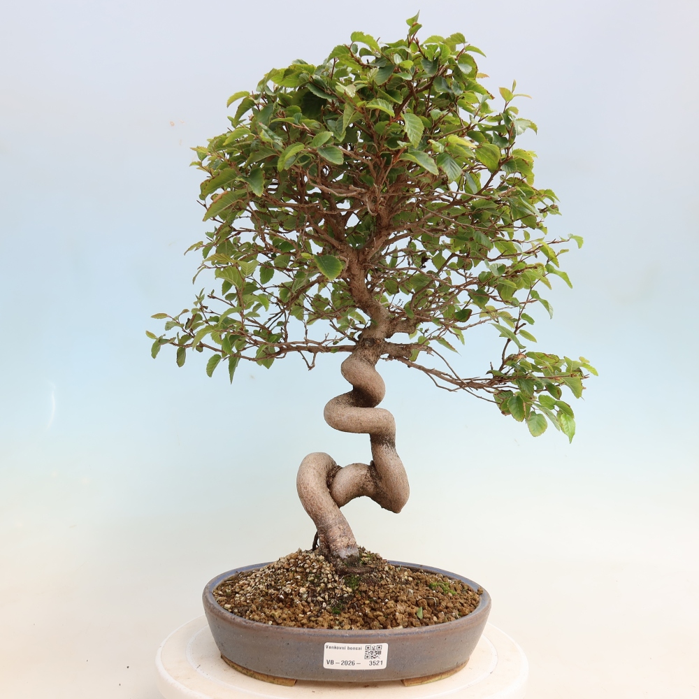Bonsaï d'extérieur -Carpinus CARPINOIDES - Charme de Corée