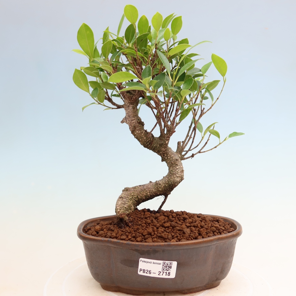 Salle bonsaï - Ficus kimmen - ficus à petites feuilles