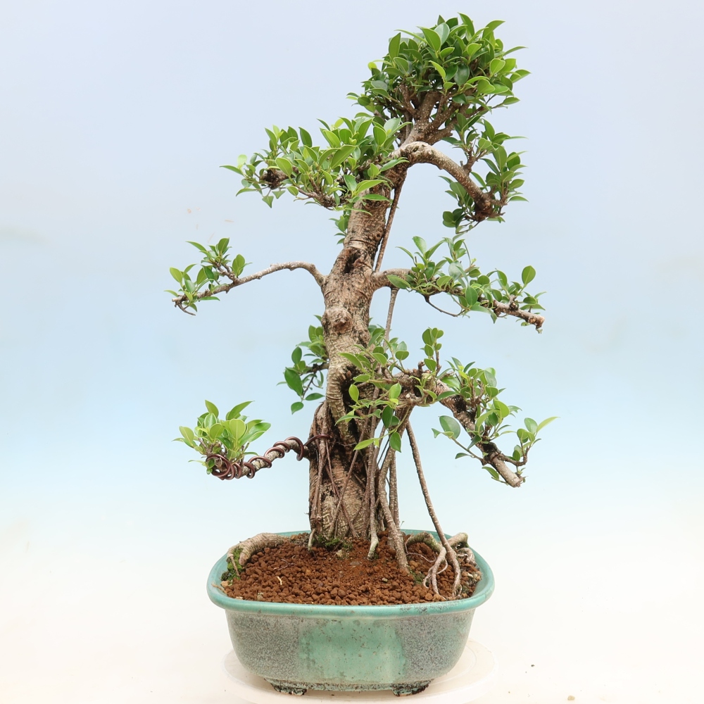 Salle bonsaï - Ficus kimmen - ficus à petites feuilles