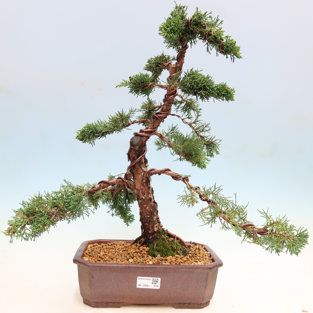 Bonsaï d'extérieur - Juniperus chinensis Kishu