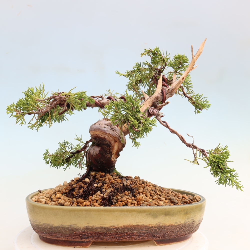Bonsaï d'extérieur - Juniperus chinensis Itoigawa-Juniperus chinensis