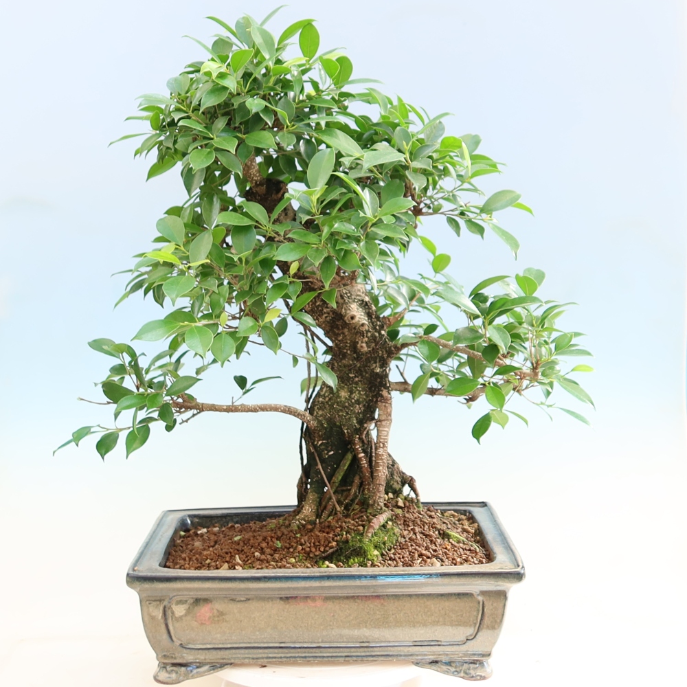 Salle bonsaï - Ficus kimmen - ficus à petites feuilles