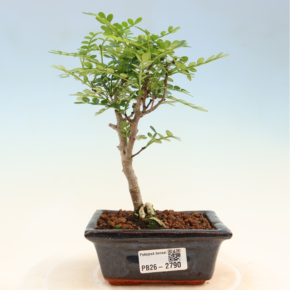 Salle bonsaï - Zantoxylum piperitum - arbre à poivre