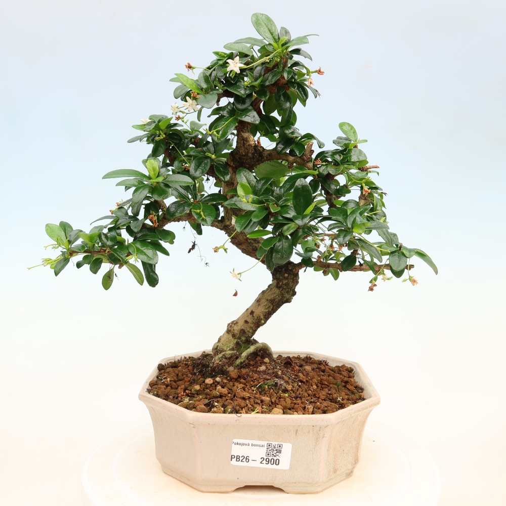 Bonsaï de chambre - Carmona macrophylla - Tea fuki