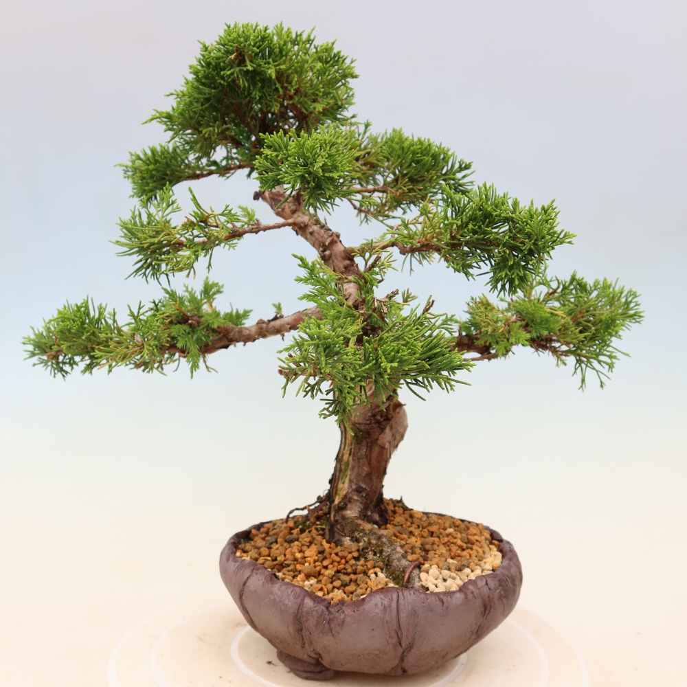 Bonsaï d'extérieur - Juniperus chinensis Itoigawa