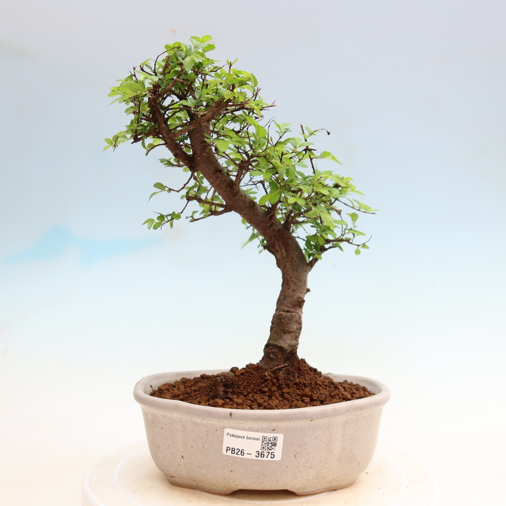 Bonsaï de chambre - Ulmus parvifolia - Orme à petites feuilles
