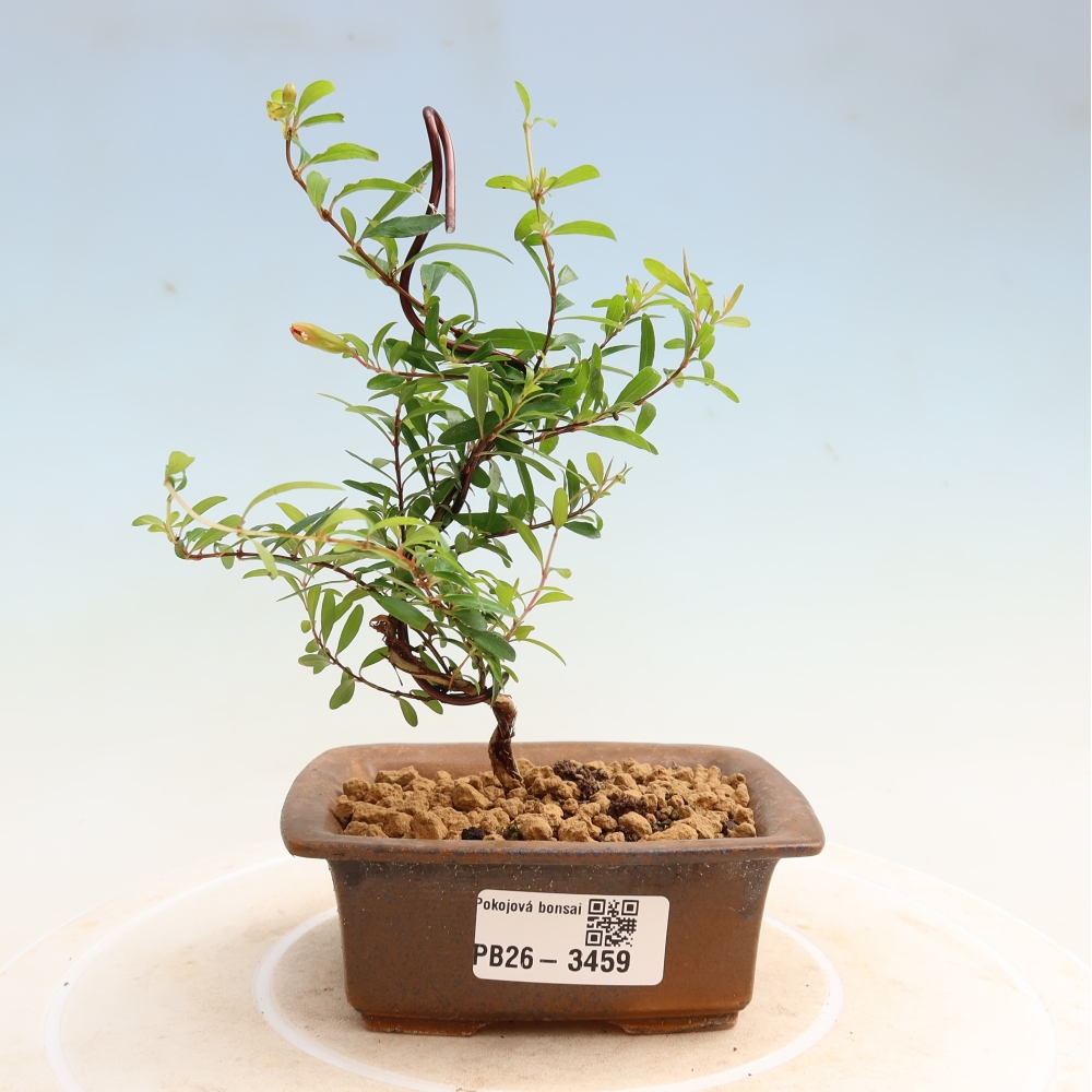 Bonsaï de chambre-PUNICA granatum nana-Pomme grenat