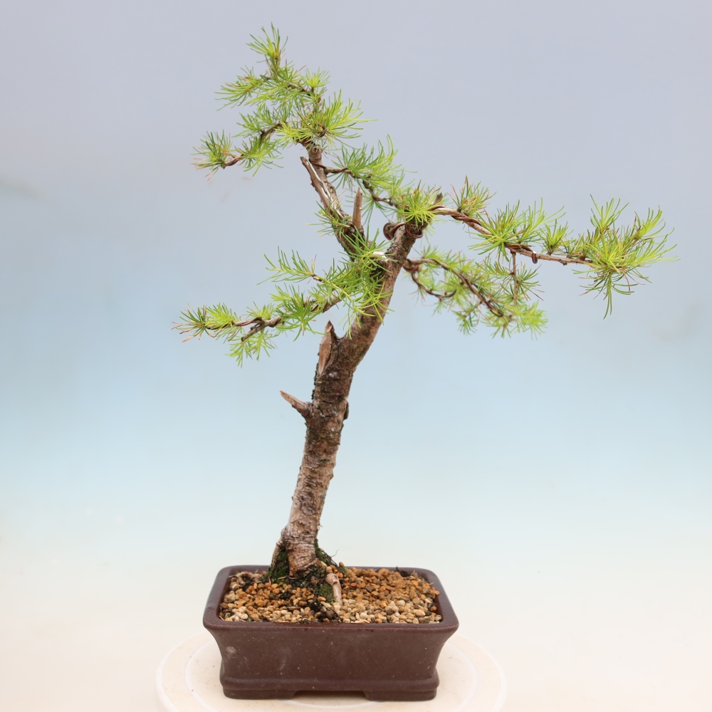 Bonsaï d'extérieur -Larix decidua - Mélèze