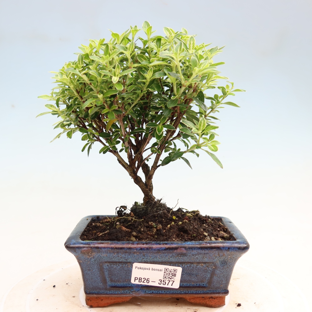 Salle bonsaï - Serissa foetida Variegata - Arbre aux mille étoiles