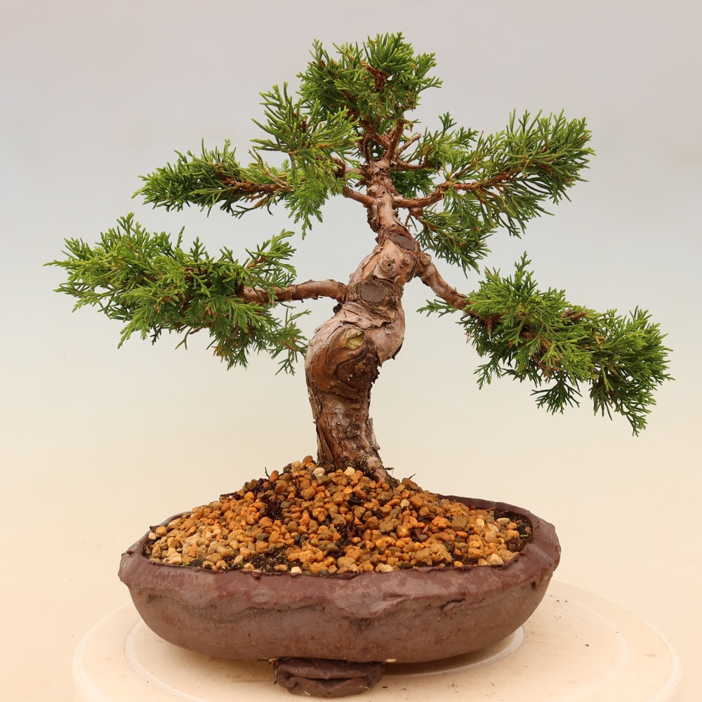 Bonsaï d'extérieur - Juniperus chinensis Itoigawa
