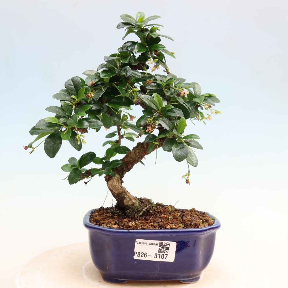Bonsaï de chambre - Carmona macrophylla - Tea fuki