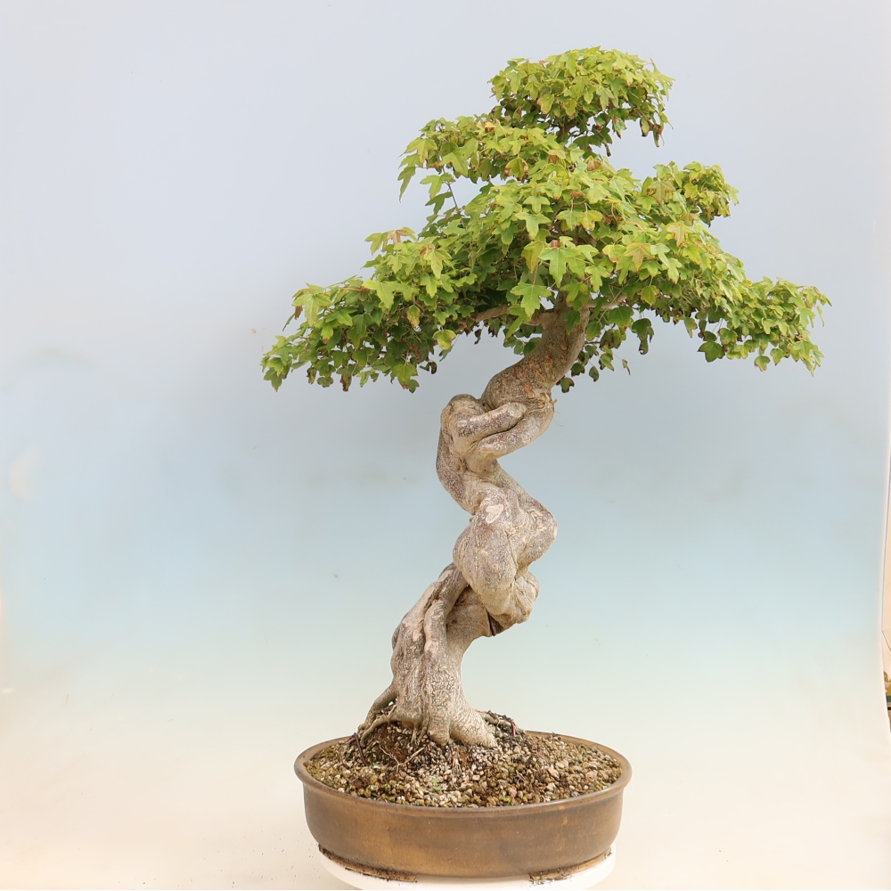 Bonsaï d'extérieur - Acer Buergerianum - Burger Maple