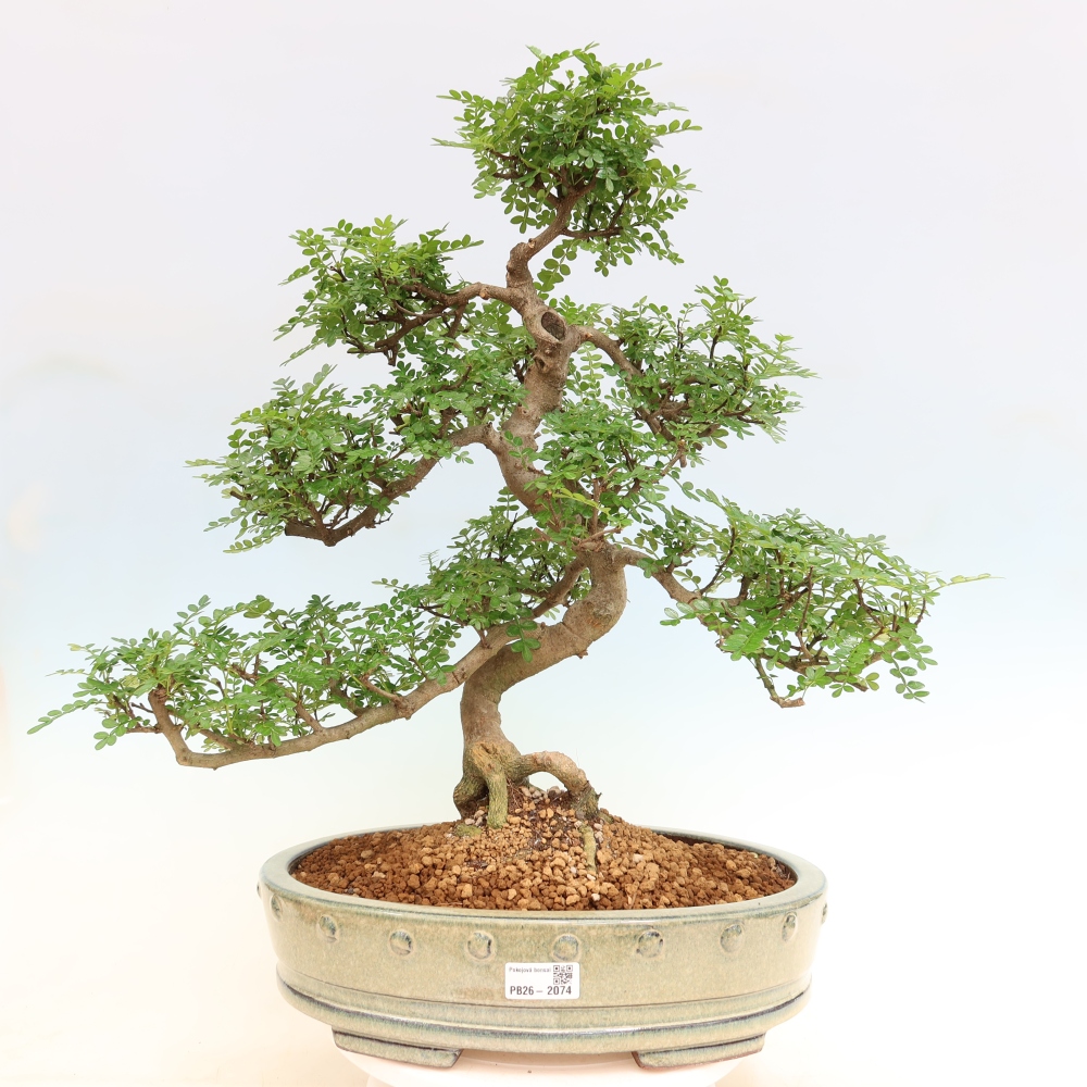 Salle bonsaï - Zantoxylum piperitum - arbre à poivre