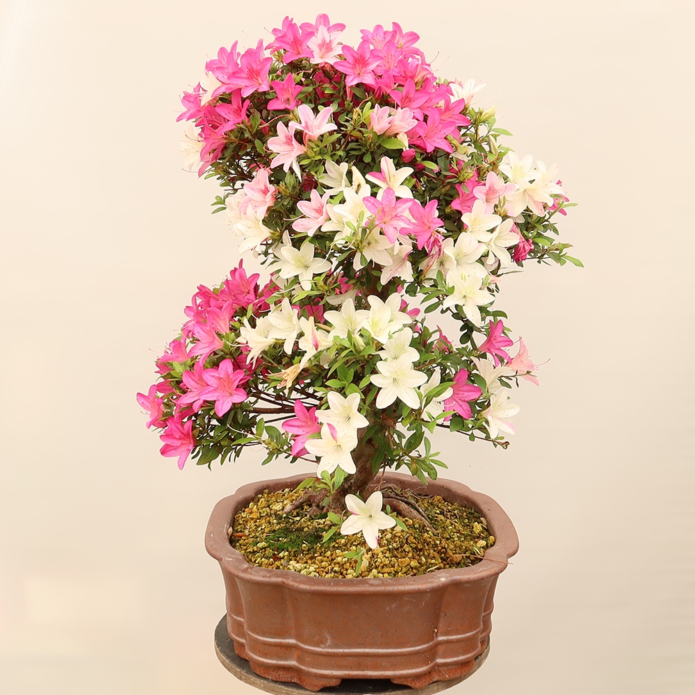 Bonsaï d'extérieur - Azalée japonaise - Azalea Miyabihime