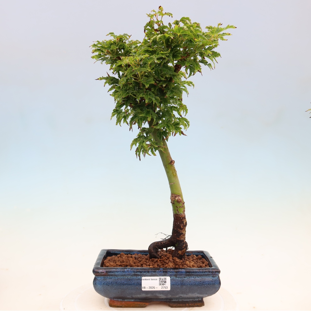 Bonsaï d'extérieur -Javor palm Acer palmatum Shishigashira