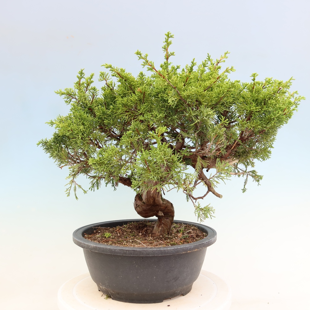Bonsaï d'extérieur - Juniperus chinensis Itoigawa-Juniperus chinensis