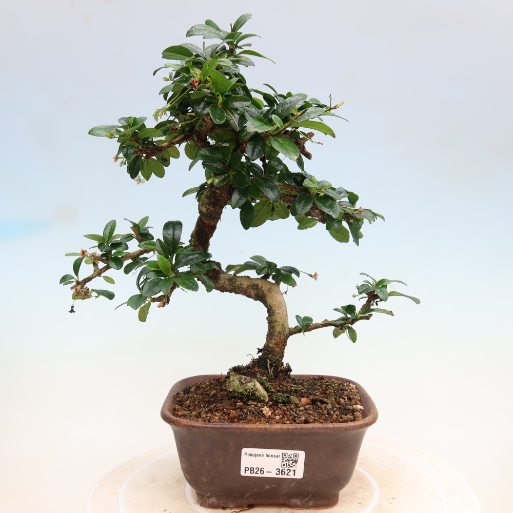 Bonsaï de chambre - Carmona macrophylla - Tea fuki