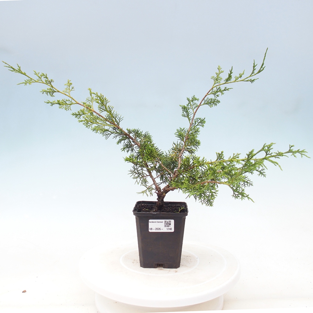 Bonsaï d'extérieur - Juniperus chinensis Itoigawa