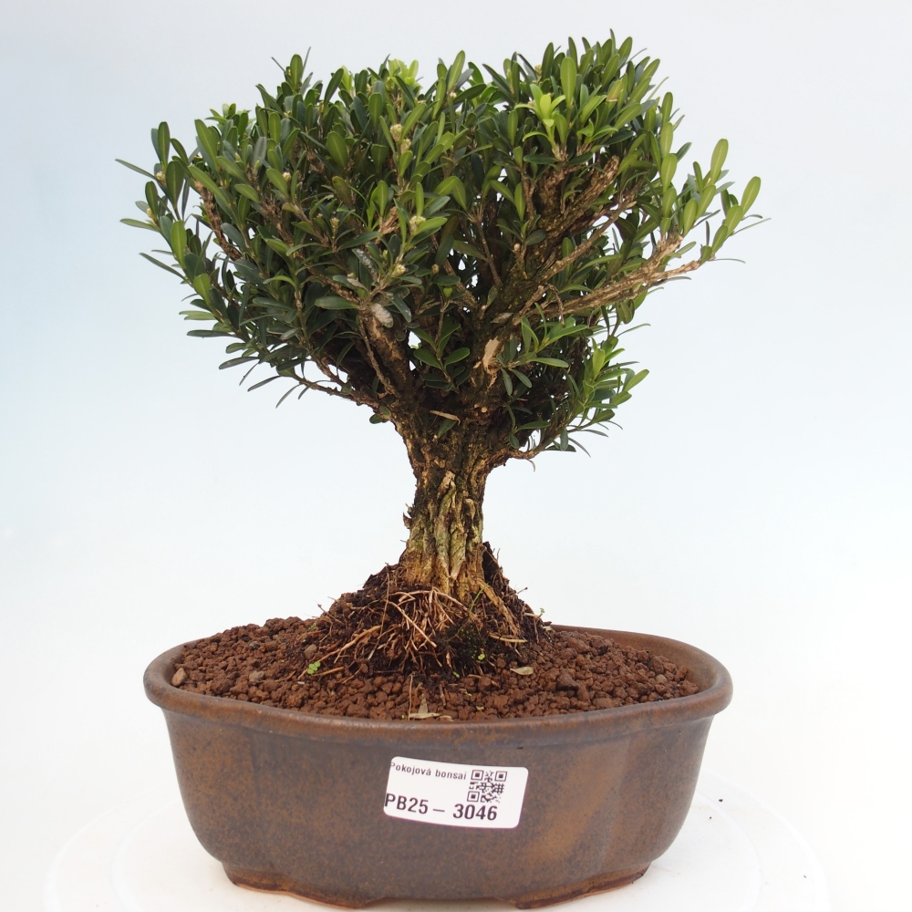 Bonsaï de chambre - Buxus harlandii - buxus liège