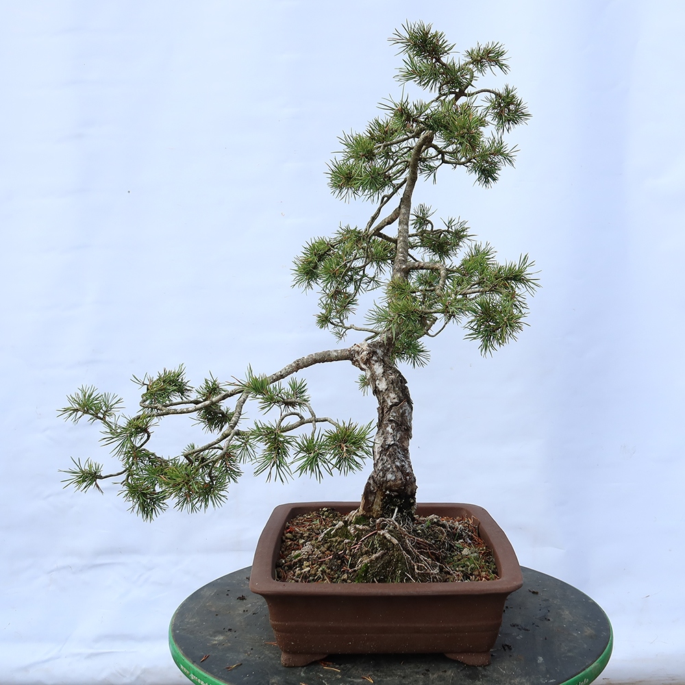 Pinus sylvestris Espagne - pin sylvestre