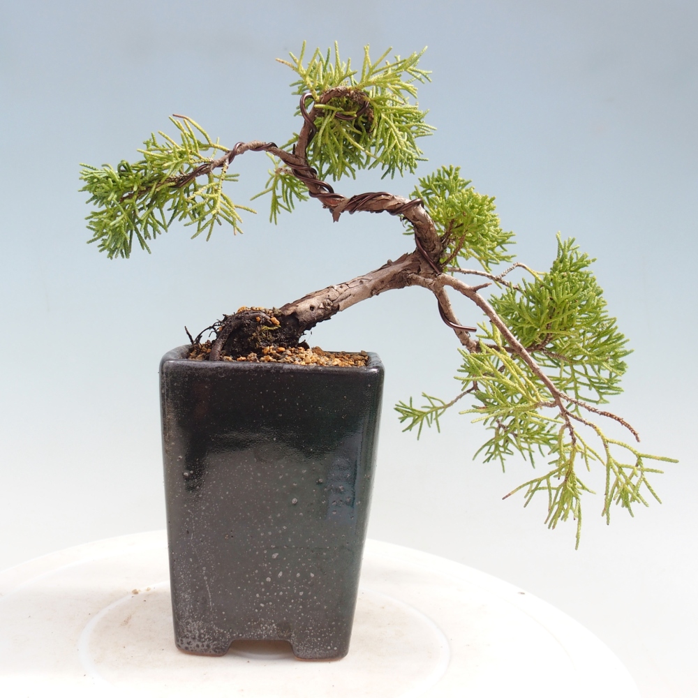 Bonsaï d'extérieur - Juniperus chinensis Kishu