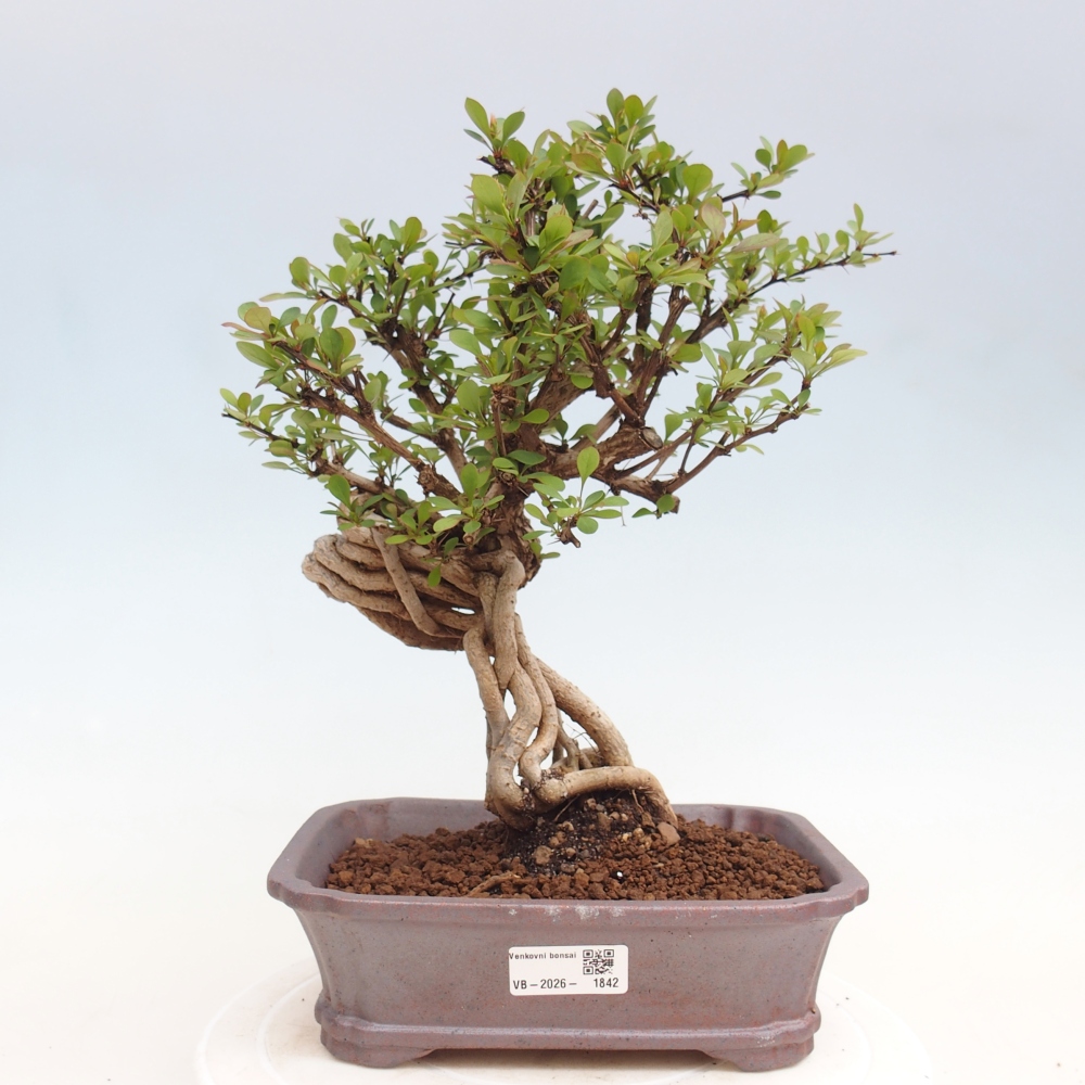 Bonsaï d'extérieur - Berberis coreana