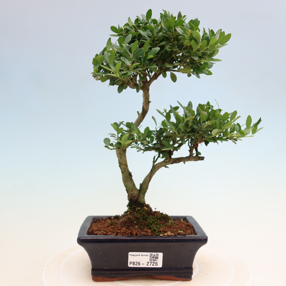 Bonsaï de chambre - Ilex crenata - Houx