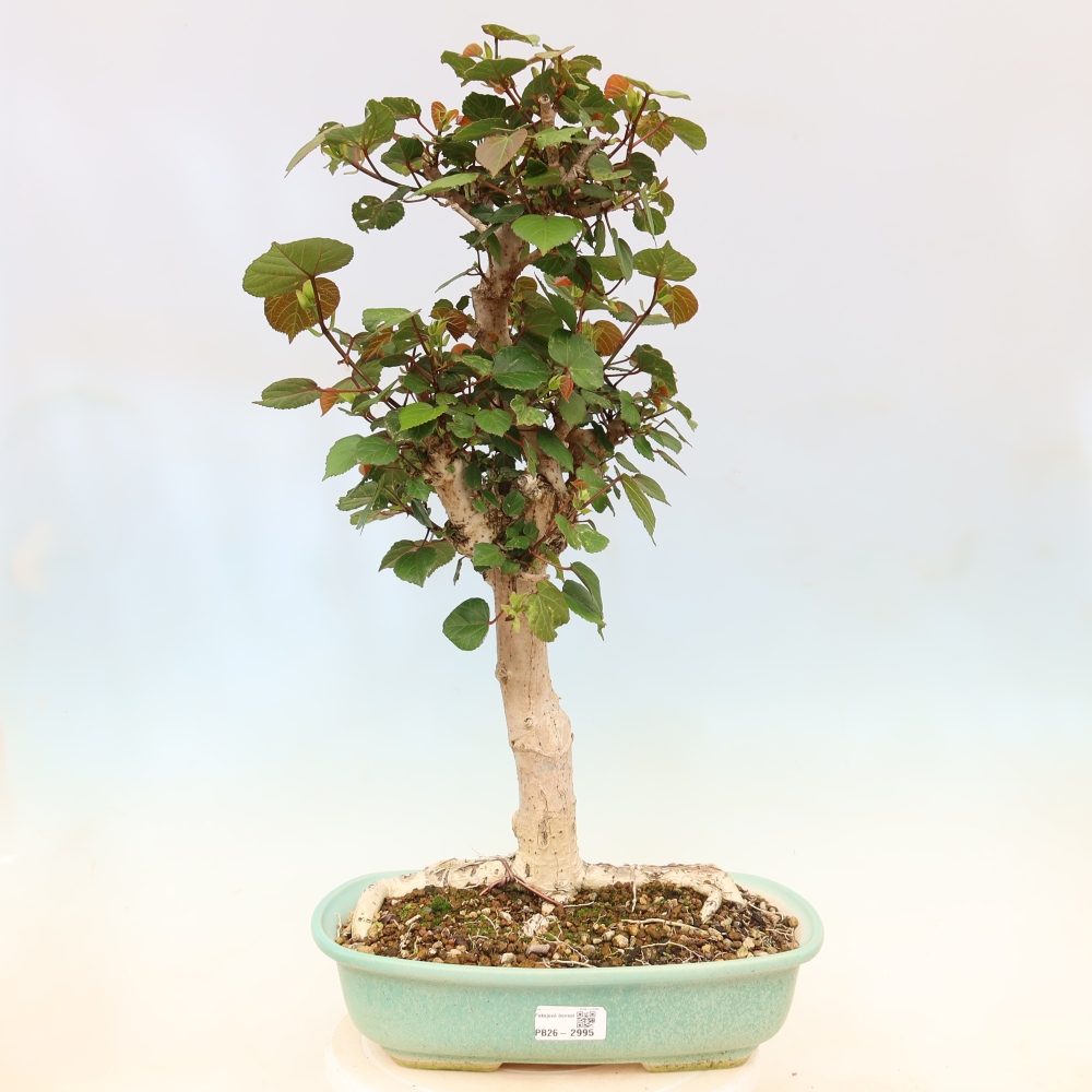 Bonsaï d'intérieur - Hibiscus tiliaceus - Hibiscus de mer