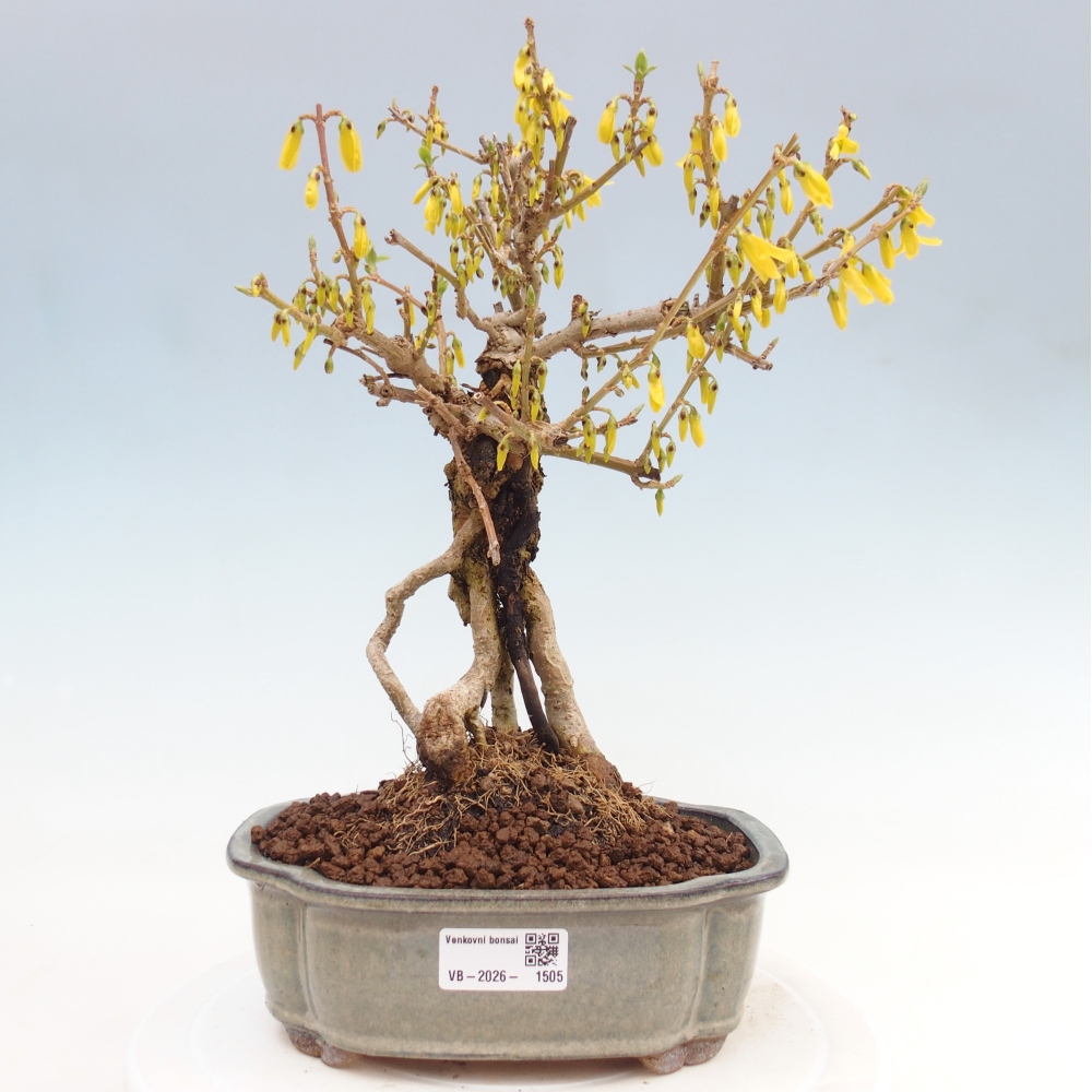 Bonsaï d'extérieur - Zlatice - Forsythia koreana