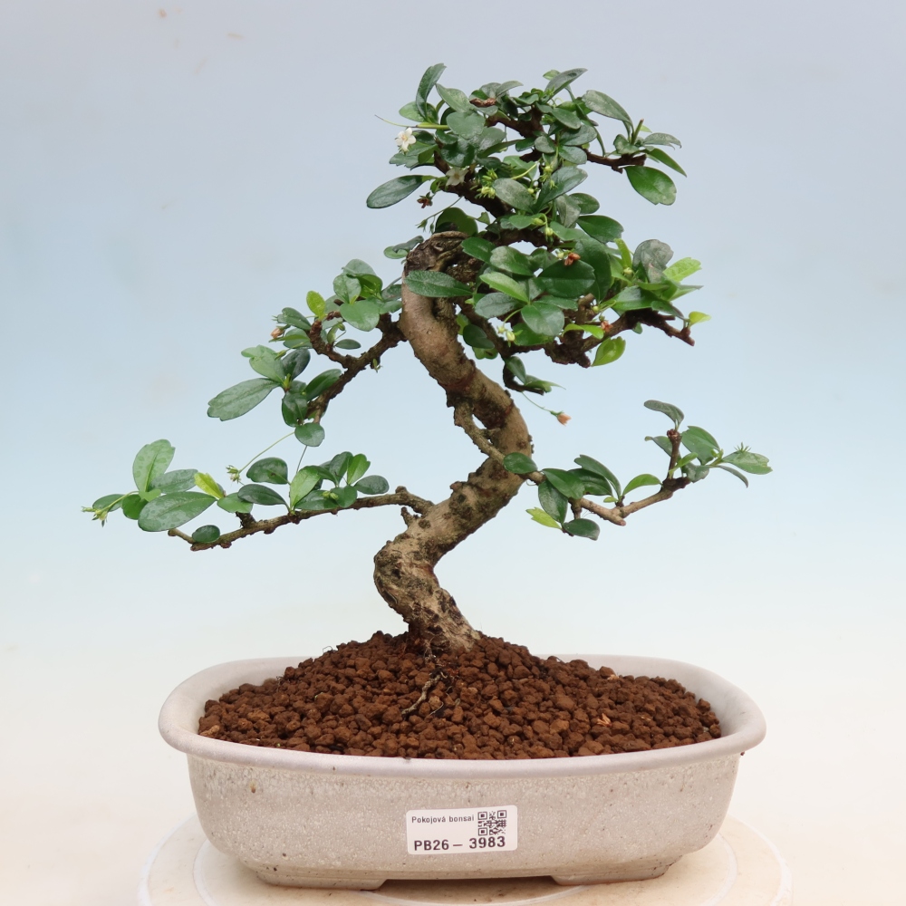 Bonsaï de chambre - Carmona macrophylla - Tea fuki
