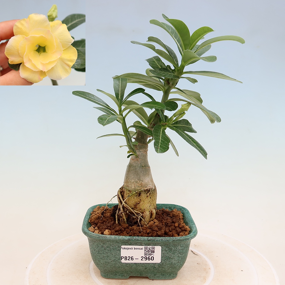 Bonsaï d'intérieur - Adenium obesum greffé Alonza  - Rose du désert
