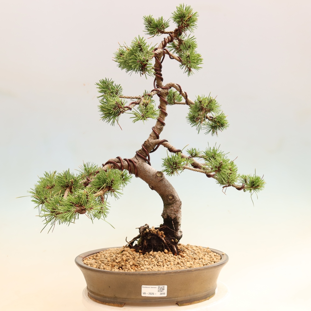 Bonsaï d'extérieur - Pinus mugo Humpy  - Pin nain