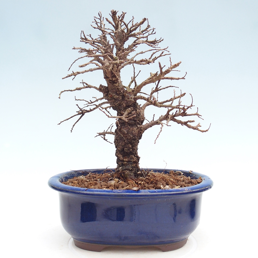 Bonsaï d'extérieur - Zelkova - Zelkova NIRE