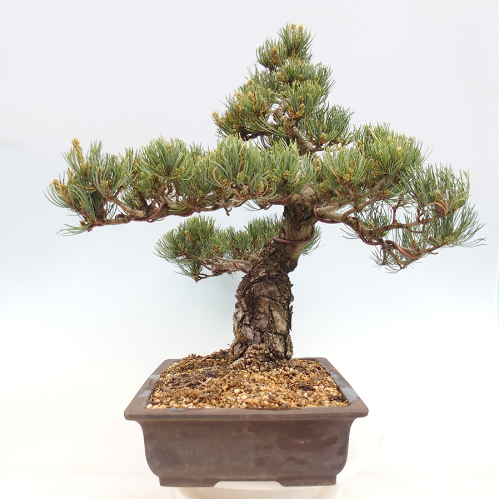 Bonsaï d'extérieur - Pinus parviflora - Pinus parviflora