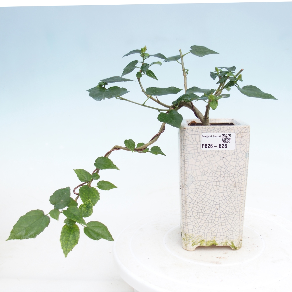 Bonsaï d'intérieur - Malvaviscus arboreus