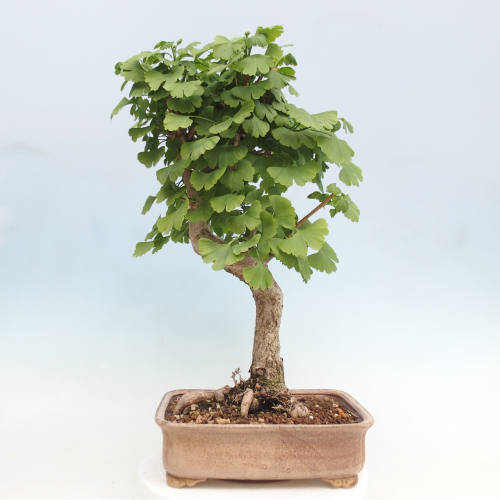 Bonsaïs d'extérieur - Ginkgo biloba - Ginkgo biloba