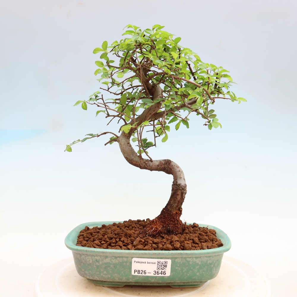 Bonsaï de chambre - Ulmus parvifolia - Orme à petites feuilles