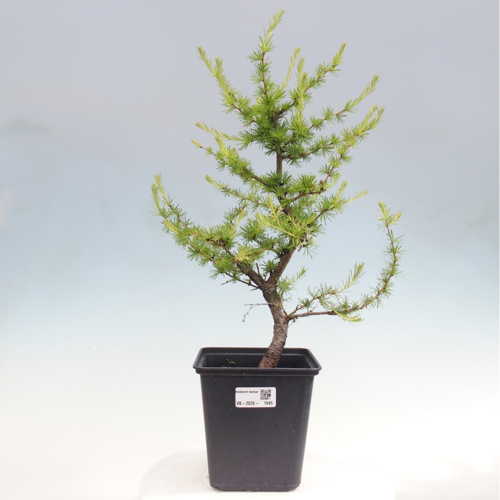 Bonsaï d'extérieur -Larix decidua - Mélèze