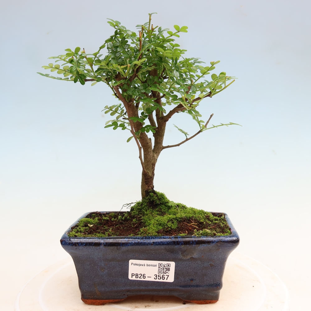 Salle bonsaï - Zantoxylum piperitum - arbre à poivre